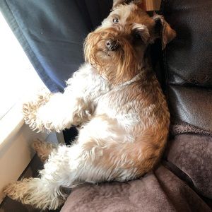 Meet your Posher, Toni